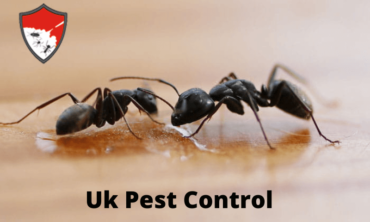 Ant Control