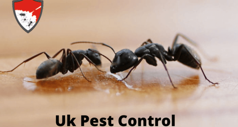 Ant Control