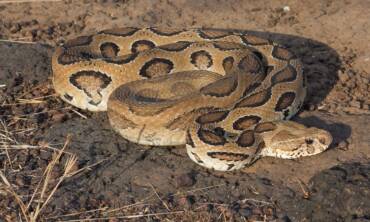 Snake Control