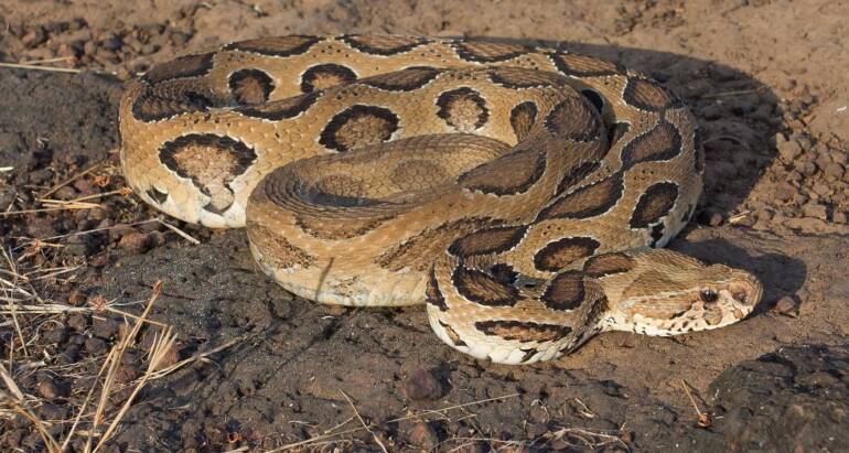 Snake Control