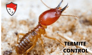 Termite Control