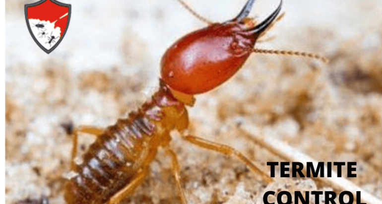 Termite Control