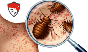 Bed Bugs Control
