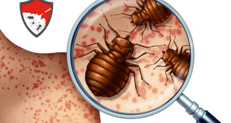 Bed Bugs Control